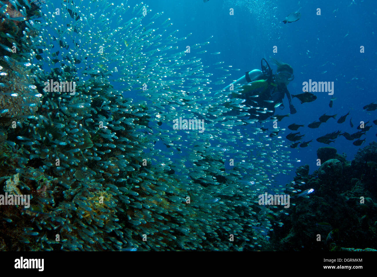 Taucher schwimmen hinter einen Schwarm von Glassfish (beginnt Ransonneti), Philippinen, Asien Stockfoto