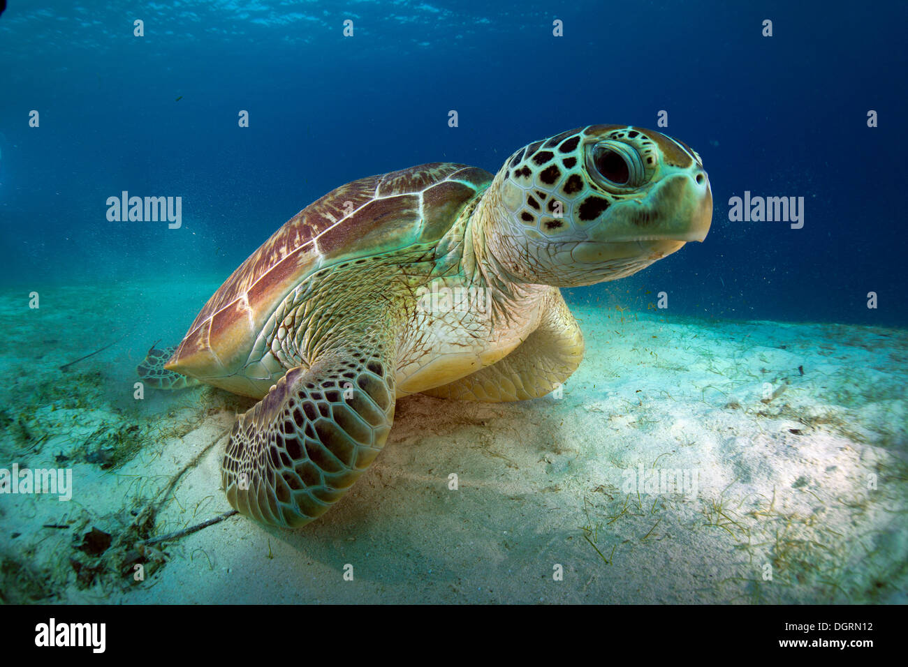Grüne Meeresschildkröte (Chelonia Mydas), Balnek, Busuanga, Philippinen, Asien Stockfoto