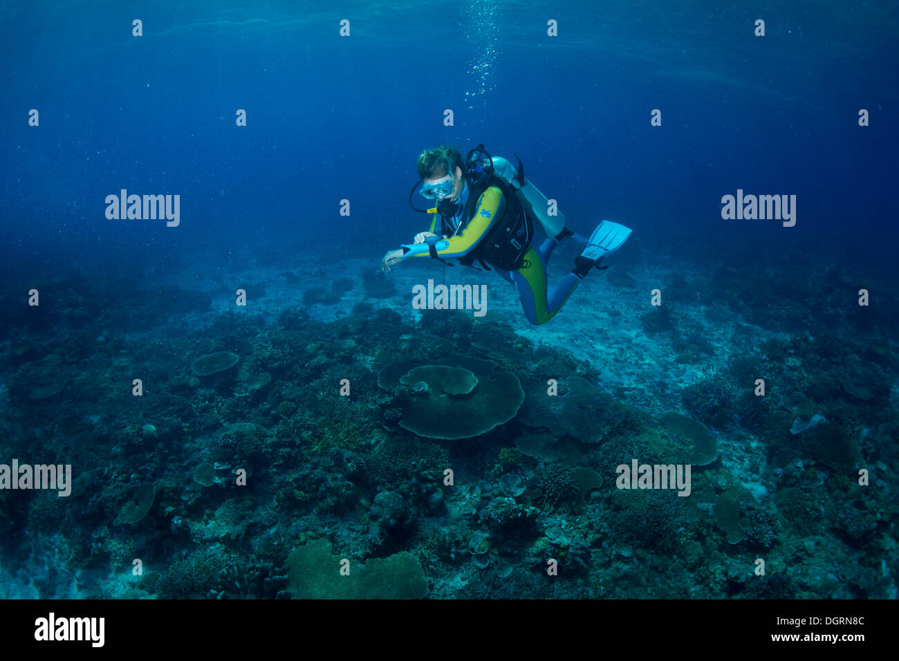 Taucher am Korallenriff Überprüfung seiner Tiefenmesser, South China Sea, Mulaong,-, Mimaropa, Philippinen Stockfoto