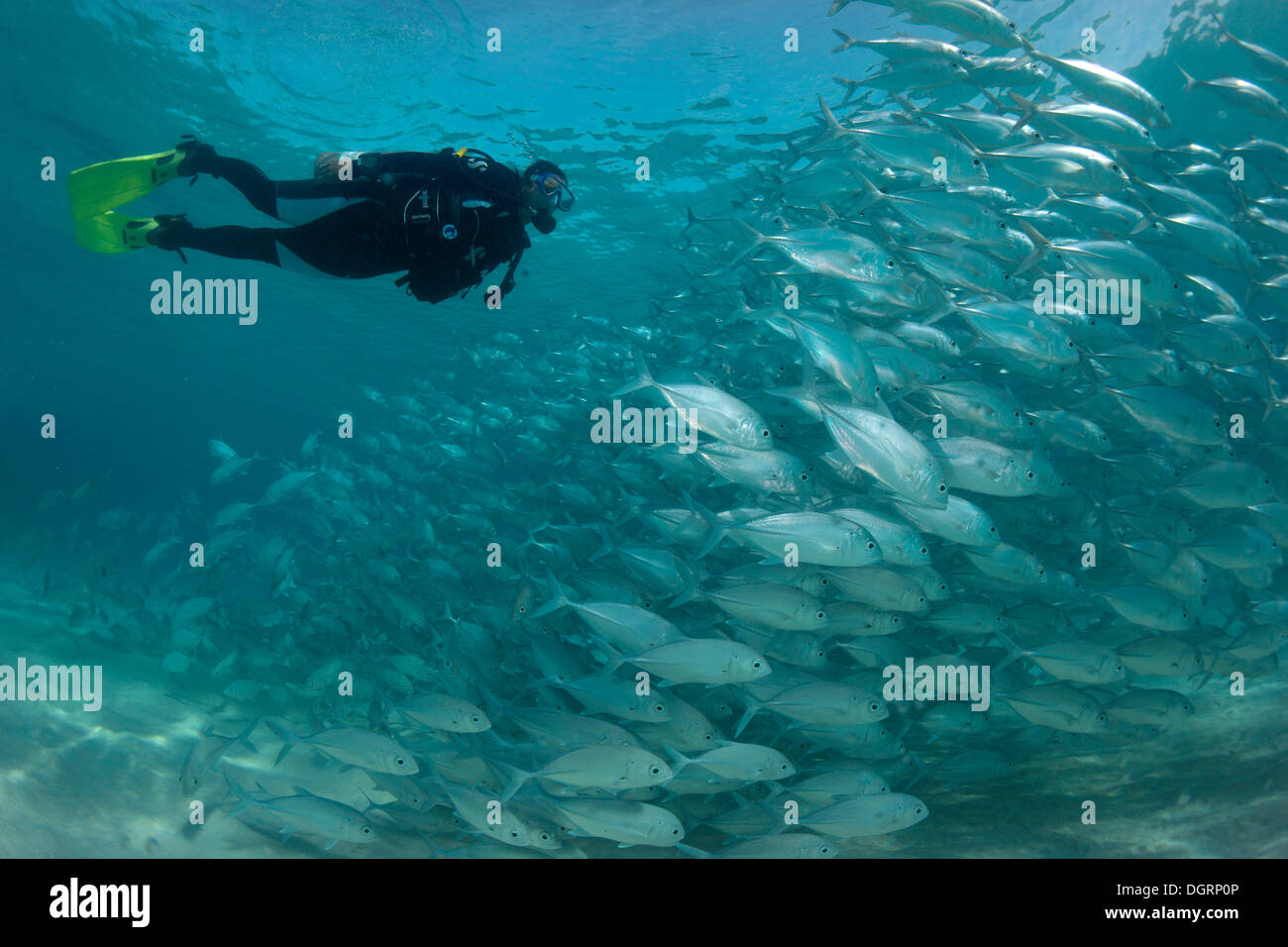 Taucher Schwimmen mit einer Schule Bigeye Trevally (Caranx Sexfasciatus) in einer Lagune, Philippinen, Asien Stockfoto