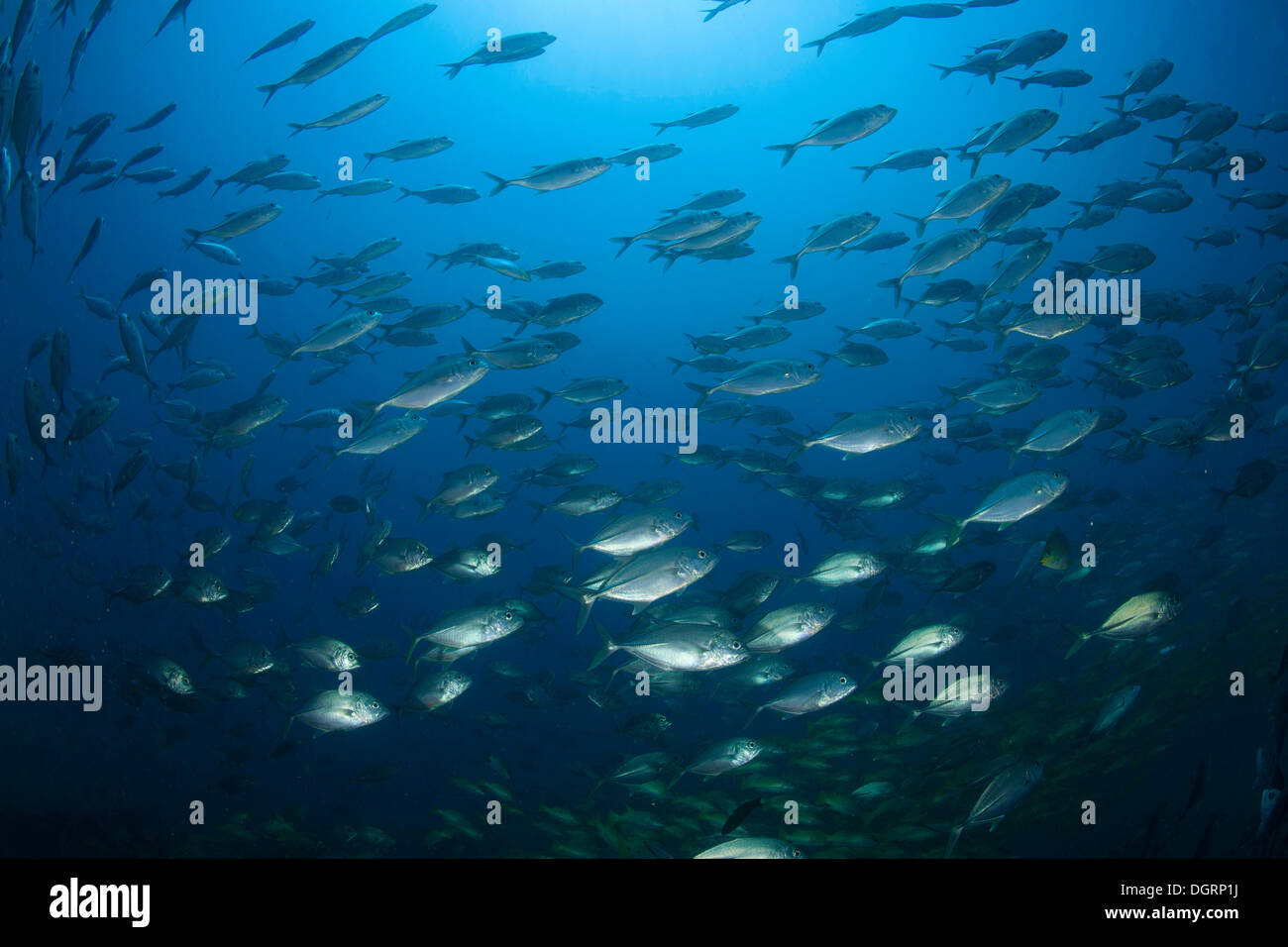 Großaugen-Makrelen-Schule (Caranx Sexfasciatus), Barrier Reef, Australien Stockfoto