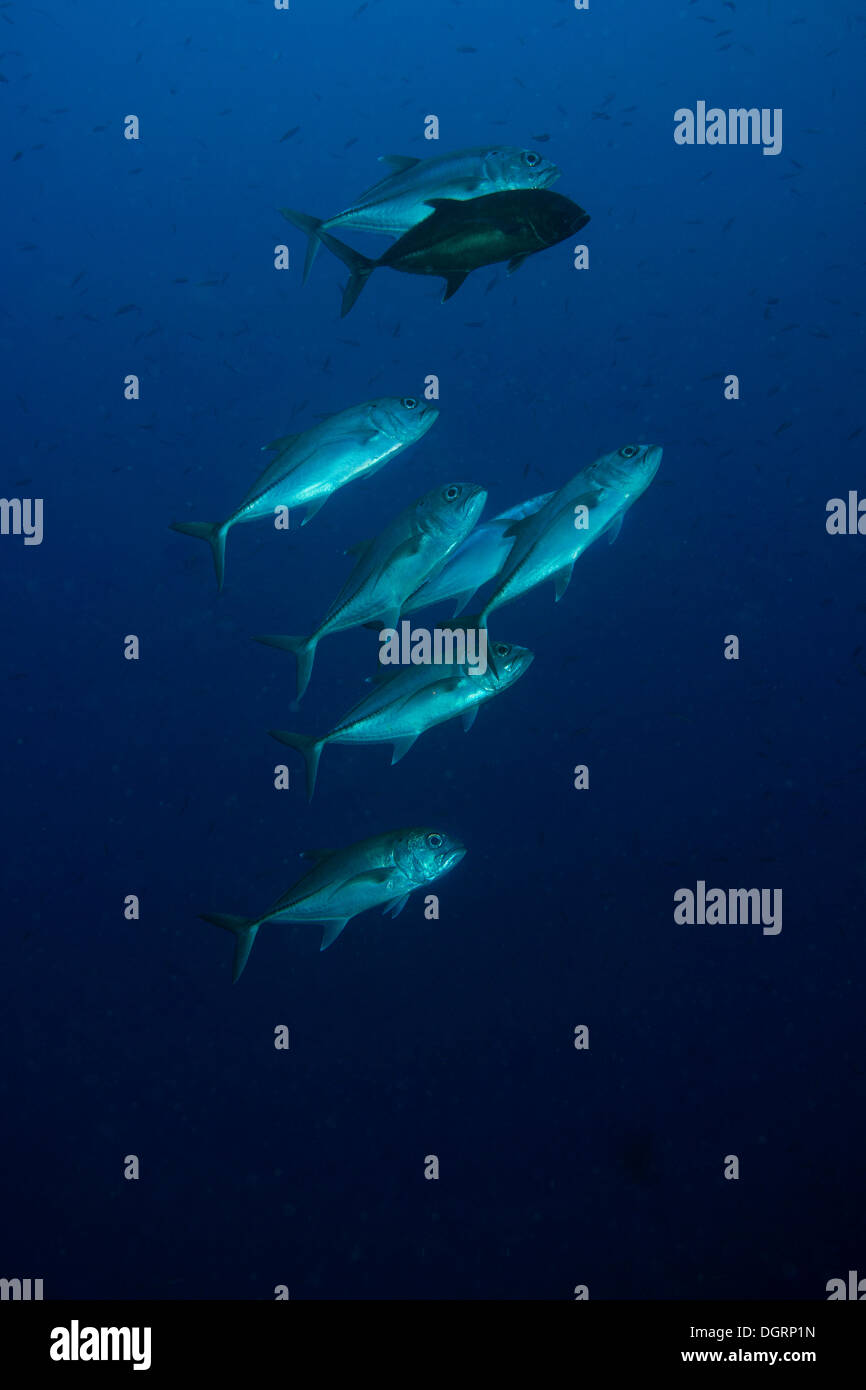 BigEye Trevally (Caranx Sexfasciatus), Barrier Reef, Australien Stockfoto