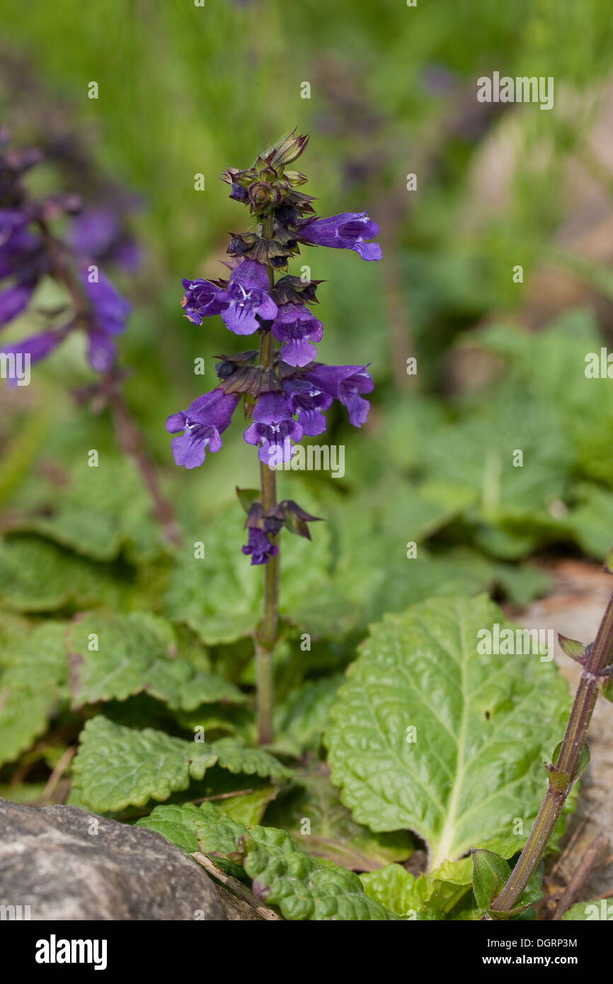 Pyrenaen drachenmaul Stockfotos und bilder Kaufen Alamy