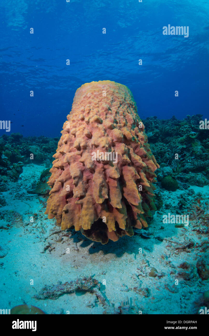 Große Fass-Schwamm (Xestospongia Testudinaria), Mulaong, Busuanga, Mimaropa, Philippinen Stockfoto