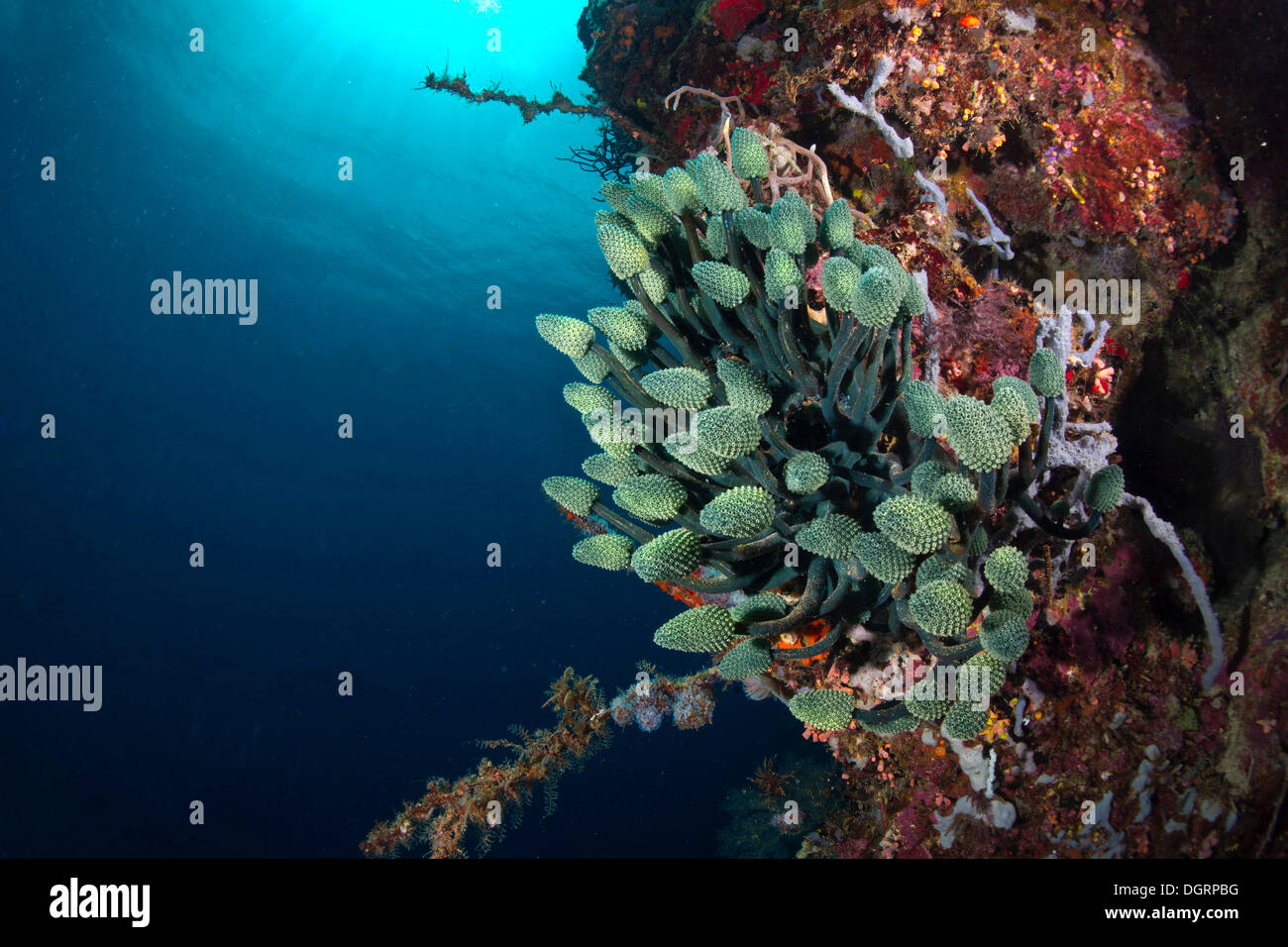 Lutscher Manteltier, Lollipop Korallen oder Blue Palm Coral (Nephtheis Fascicularis) in einem Korallenriff, Australien Stockfoto