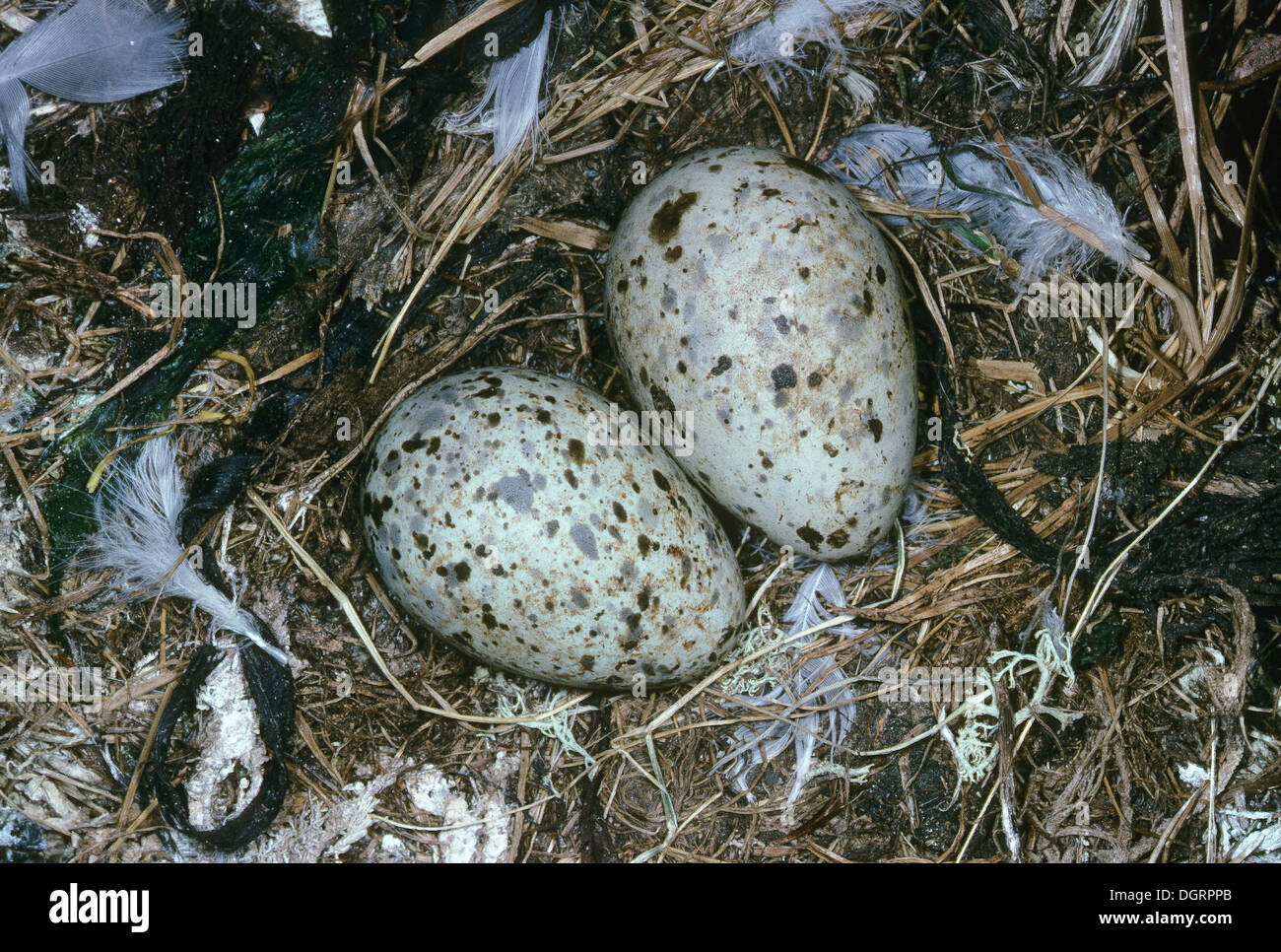 Dreizehenmöwe, Möwe, Möwen, Ei, Nest, Eiern, Dreizehenmöwe, Gelege, Eier, Dreizehen-Möwe, Dreizehenmöve, Möwe, Rissa Tridactyla Stockfoto