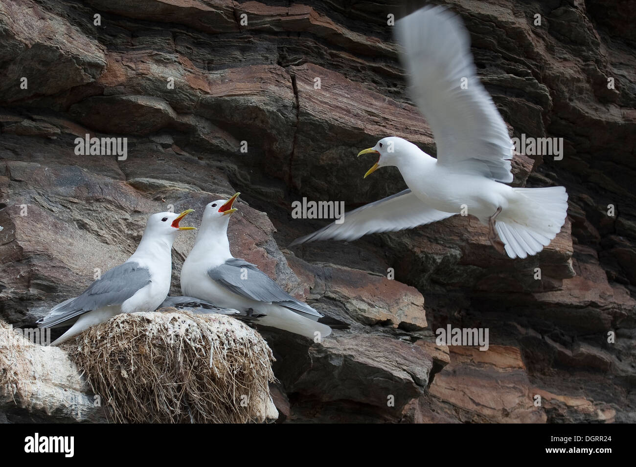 Dreizehenmöwe, Möwe, Möwe, Vogel Felsen, Dreizehenmöwe, Dreizehen-Möwe, Dreizehenmöve, Möwe, Vogelfelsen, Rissa Tridactyla Stockfoto