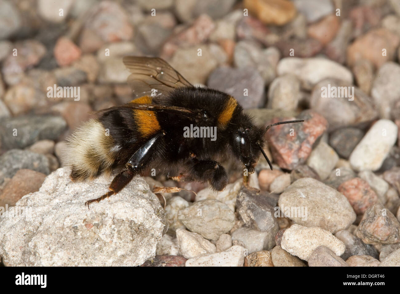 Buff-tailed Hummel, große Erde Hummel, Dunkle Erdhummel, Porträt, Portrait, Bombus terrestris Stockfoto