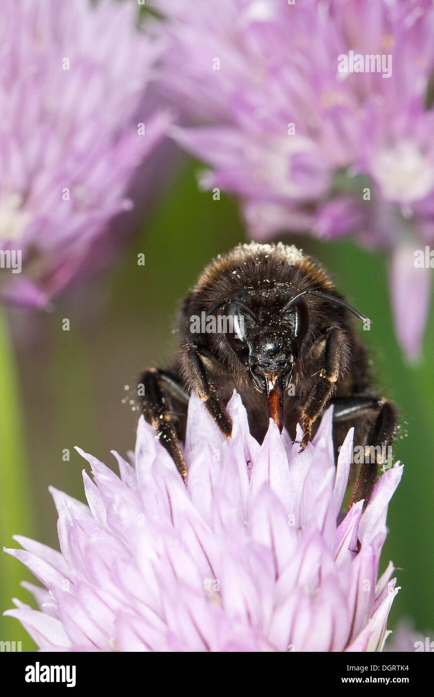 Buff-tailed Hummel, große Erde Hummel, Dunkle Erdhummel, Porträt, Portrait, Bombus terrestris Stockfoto