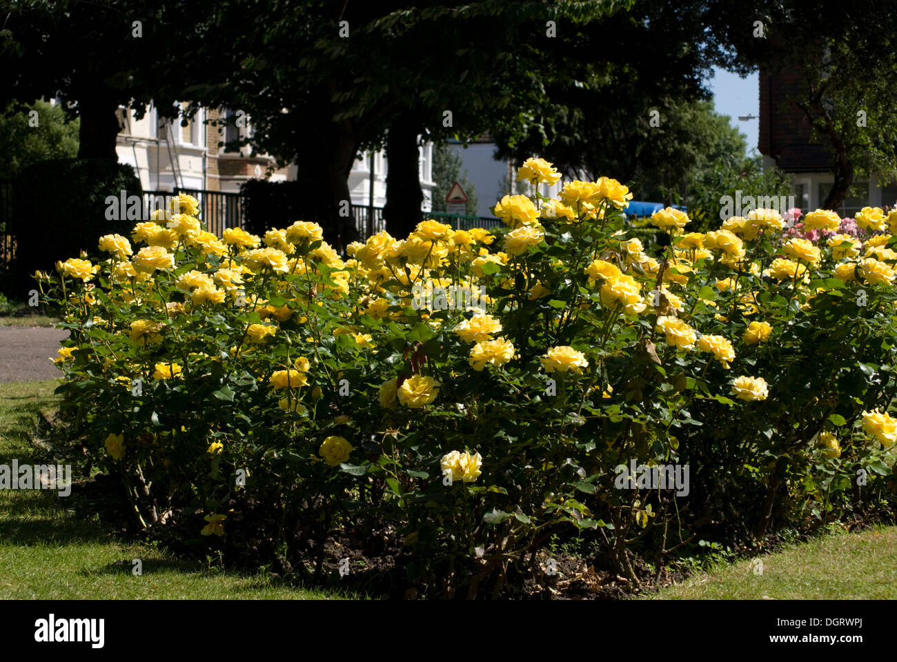 Strauch mit gelben Rosen in den schönen Garten im Sommer Stockfoto