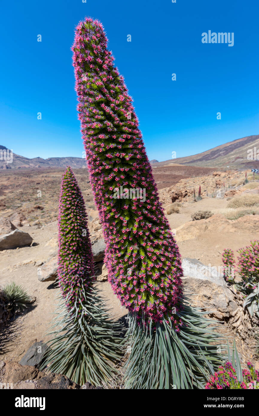 Rote Blüte, Tower of Jewels oder rot Bugloss (Echium Wildpretii), UNESCO-Weltnaturerbe, Teide-Nationalpark Stockfoto