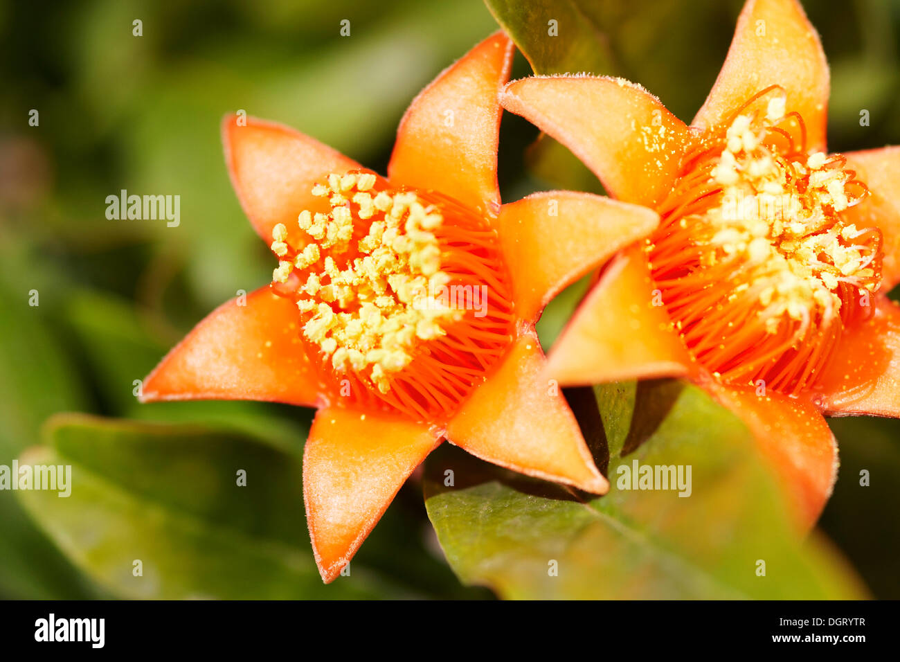 Blüten des Granatapfels (Punica Granatum) Stockfoto