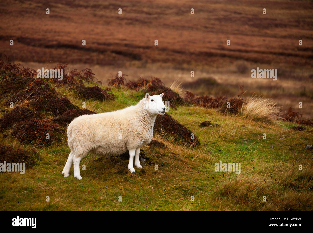 Schafe, Isle Of Skye, innere Hebriden, Schottland, Vereinigtes Königreich, Europa Stockfoto