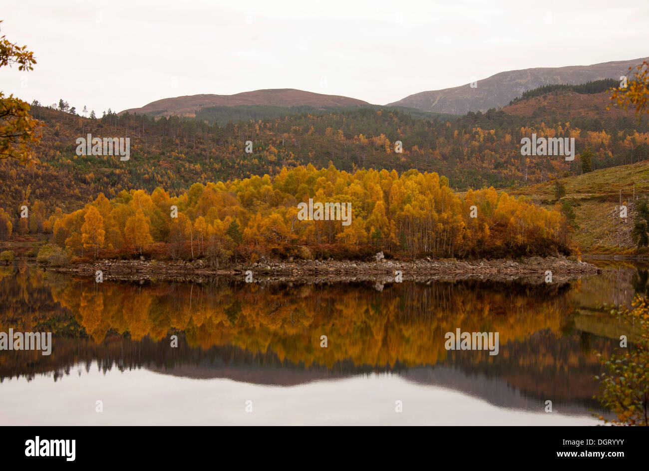 Autumnal farbige Blätter, Loch Cuillin, Highlands, Schottland, Vereinigtes Königreich, Europa Stockfoto