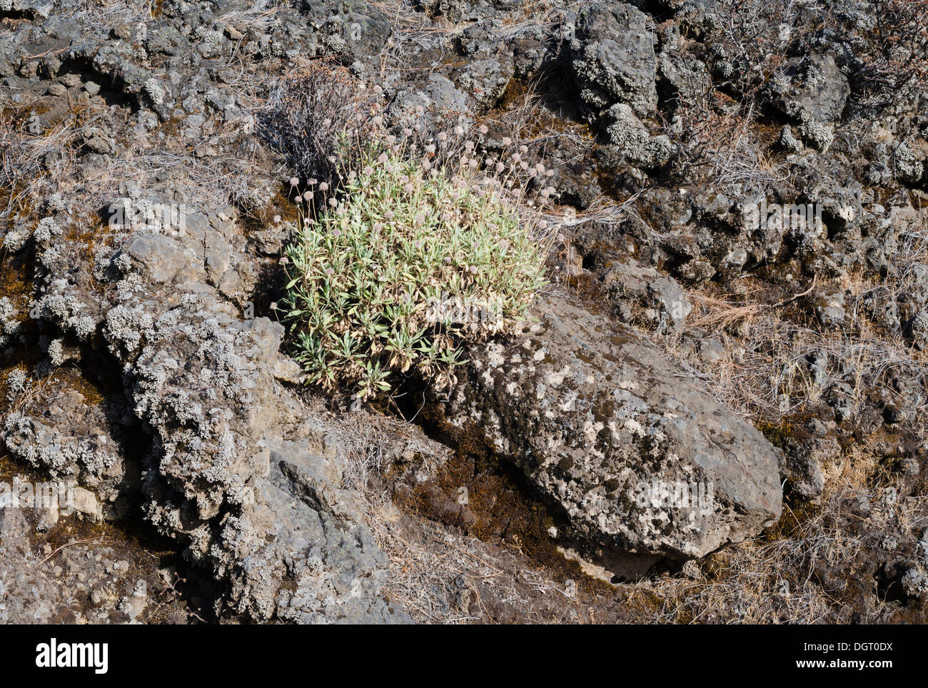 Pterocephalus Porphyranthus (La Palma Berg Witwenblume, Rosalito Palmero) wächst auf junge Lava auf der Cumbre Vieja von La Palma Stockfoto
