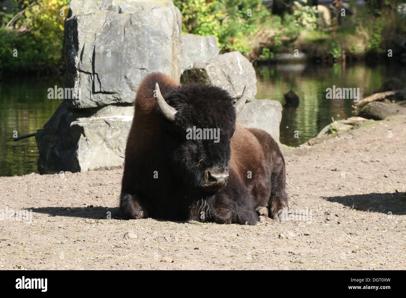 Amerikanischer Bison oder Büffel (Bison Bison) Stockfoto