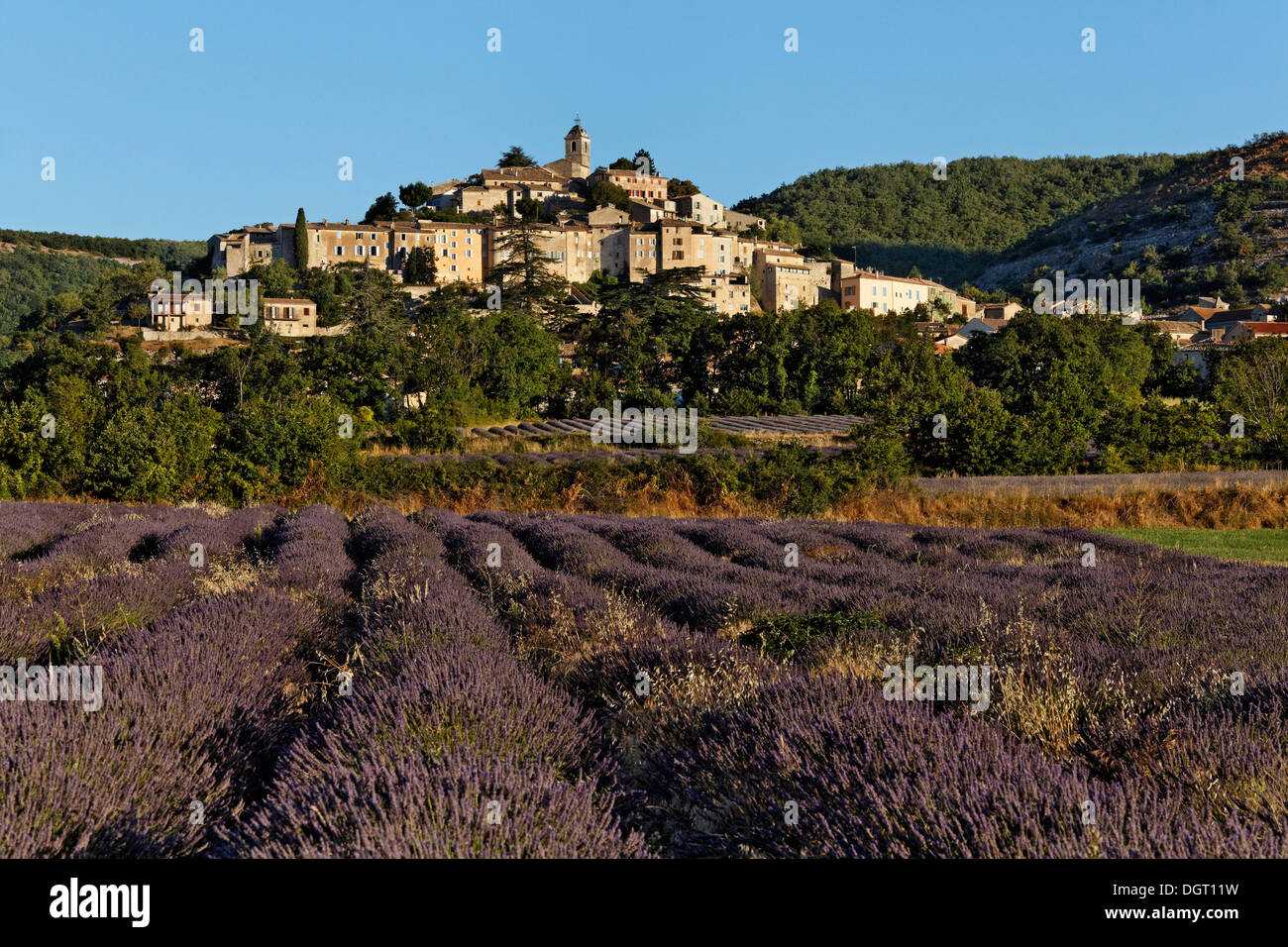 Berg Dorf Banon mit Lavendel-Felder, Forcalquier, Provence Region Département Alpes-de-Haute-Provence, Frankreich Stockfoto