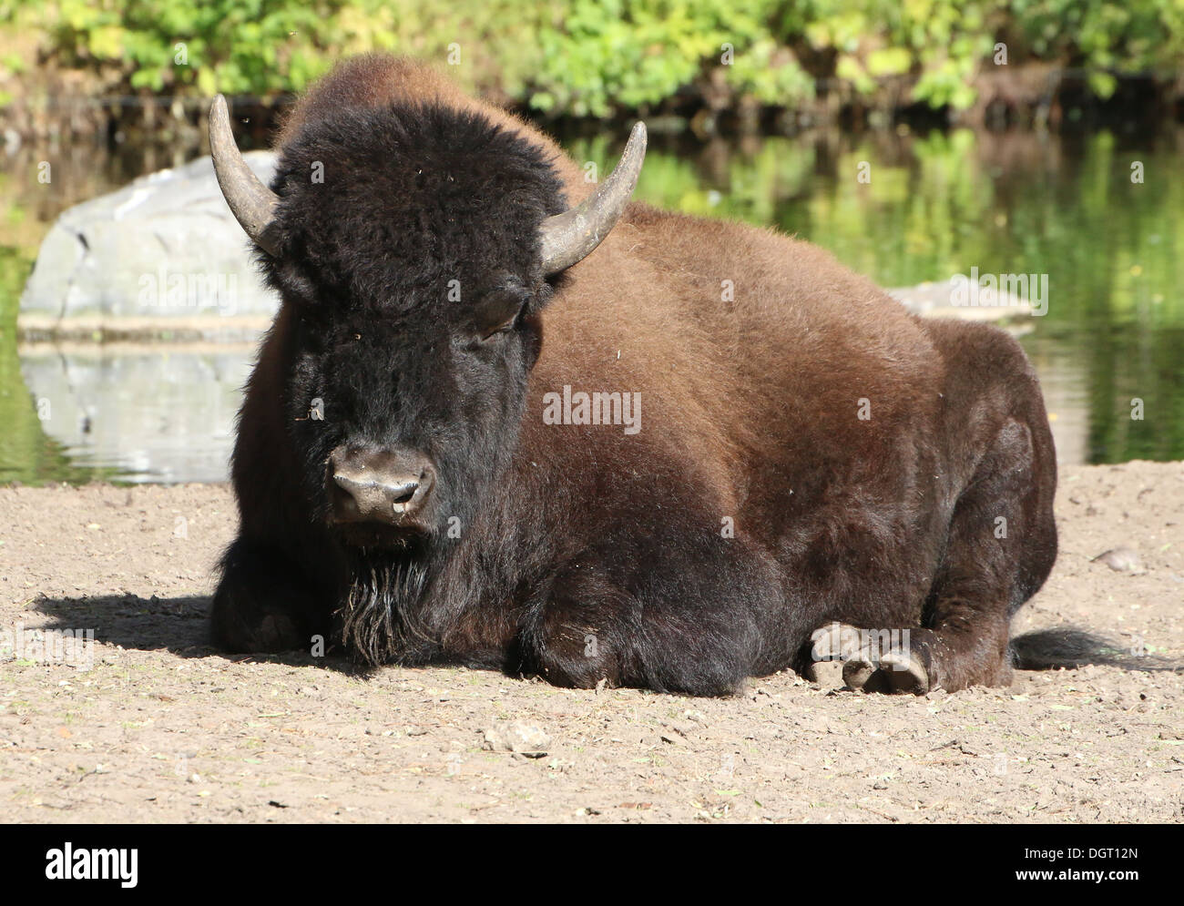 Amerikanischer Bison oder Büffel (Bison Bison) Stockfoto