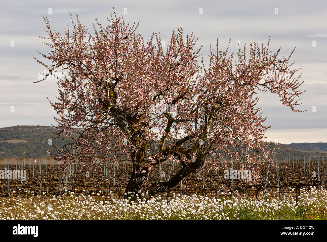 Mandel, Prunus Amygdalus, zur Blütezeit im zeitigen Frühjahr. Spanien. Stockfoto