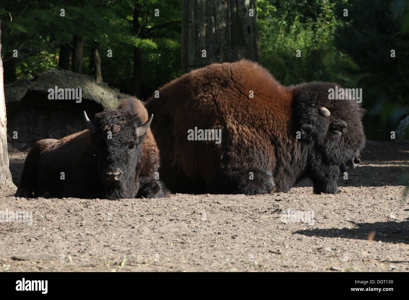Große männliche amerikanische Bison oder Büffel (Bison Bison) und ein Jungtier Stockfoto
