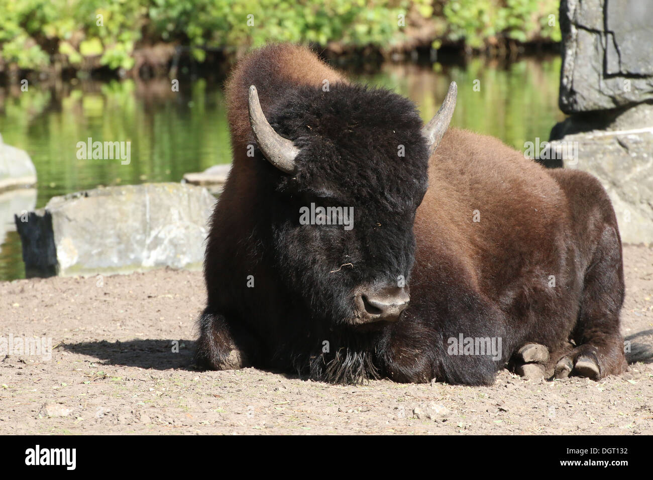 Amerikanischer Bison oder Büffel (Bison Bison) Stockfoto