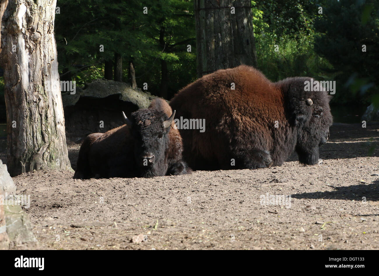Große männliche amerikanische Bison oder Büffel (Bison Bison) und ein Jungtier Stockfoto