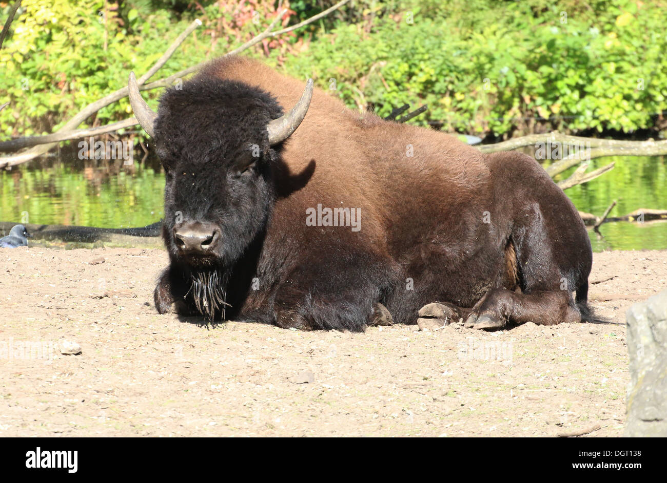 Amerikanischer Bison oder Büffel (Bison Bison) Stockfoto