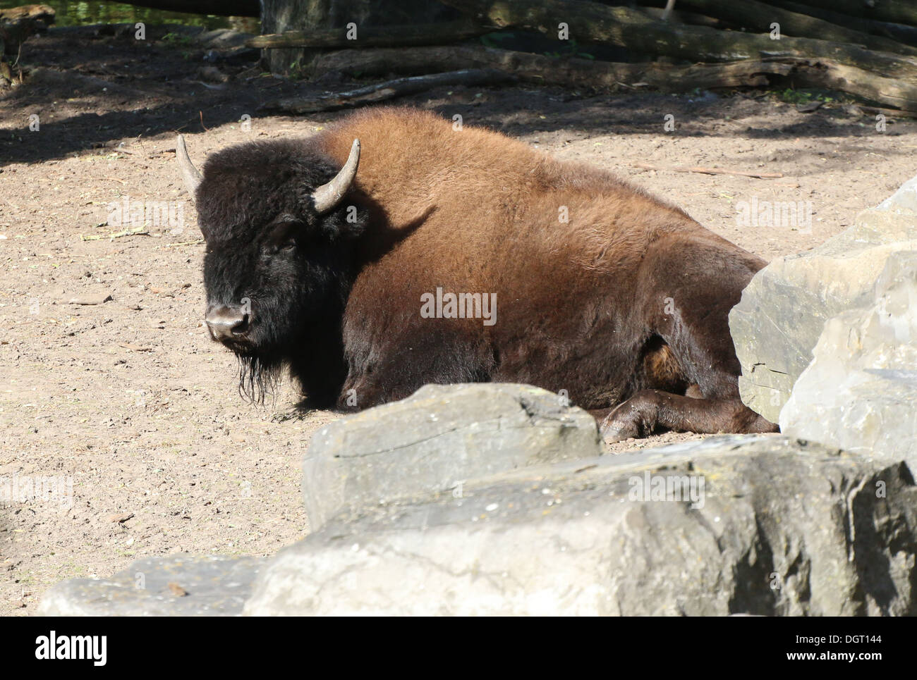 Amerikanischer Bison oder Büffel (Bison Bison) Stockfoto