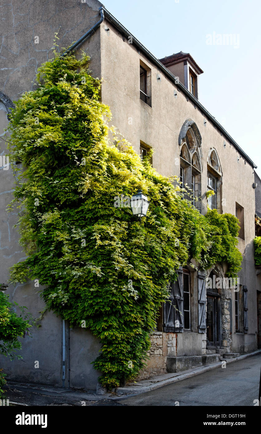 Haus mit Pflanzen an der Fassade, Altstadt von Vezelay, Burgund, Yonne, Frankreich, Europa Stockfoto