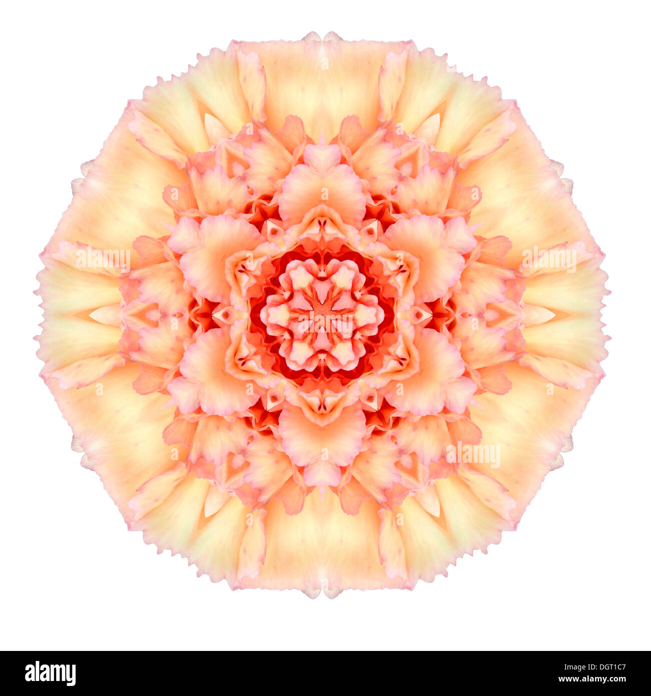 Nelke Blume Mandala Kaleidoskop, Isolated on White Background Stockfoto