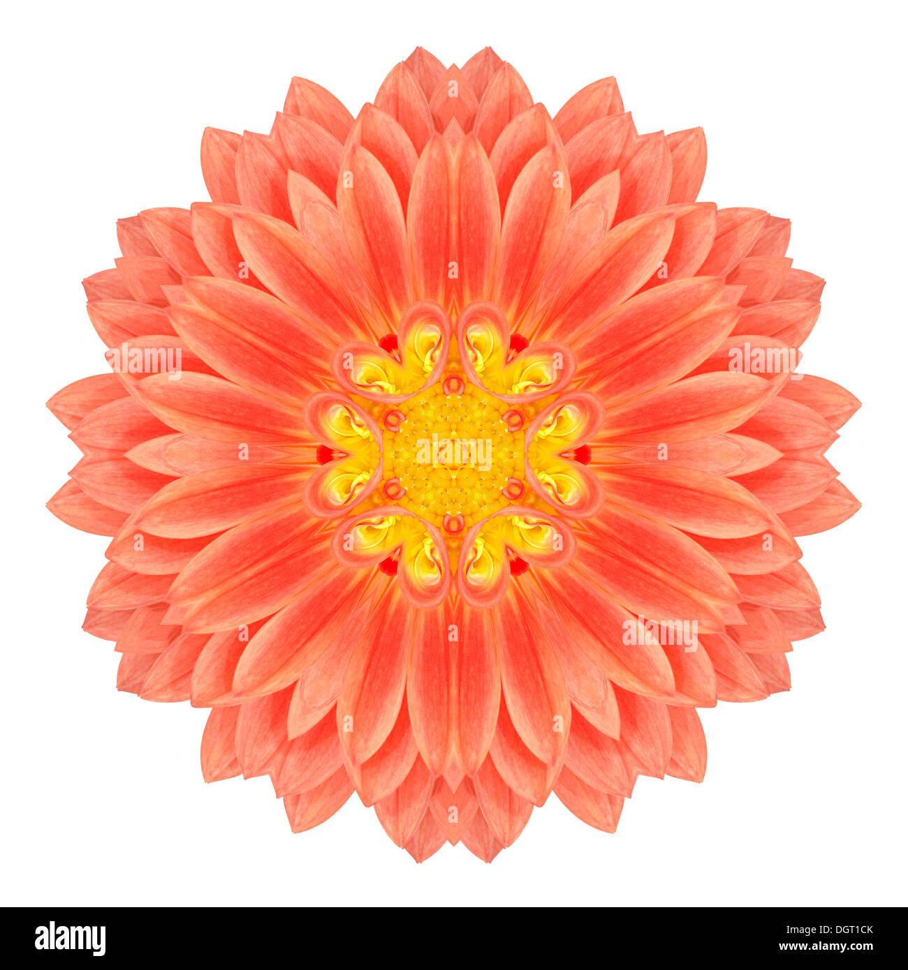 Mandala Gerbera Blume Kaleidoskop, Isolated on White Background Stockfoto