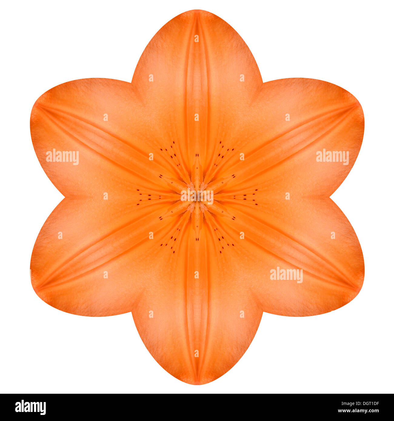 Orange Mandala Lilie Blume Kaleidoskop, Isolated on White Background Stockfoto