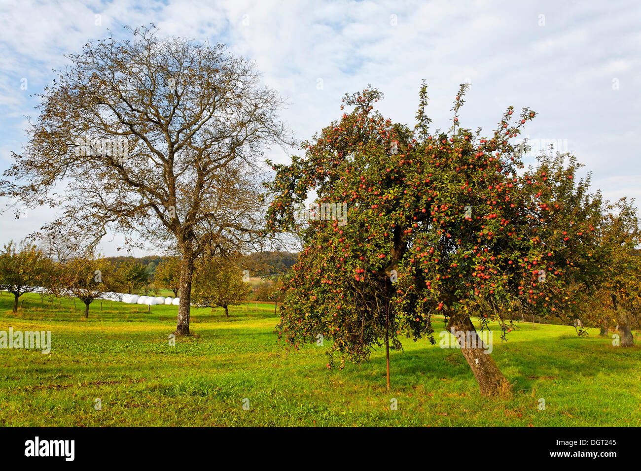 Apfelbaum, Wiese mit vereinzelten Obstbäume im Herbst auf Dinkelberg