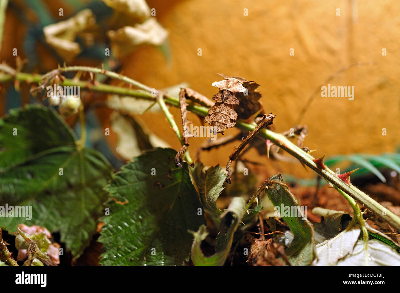 Malaysisch oder malaiischen Dschungel Nymphe (Heteropteryx Dilatata), in einem Terrarium, vorkommen in West-Malaysia und Thailand, Ringsheim Stockfoto