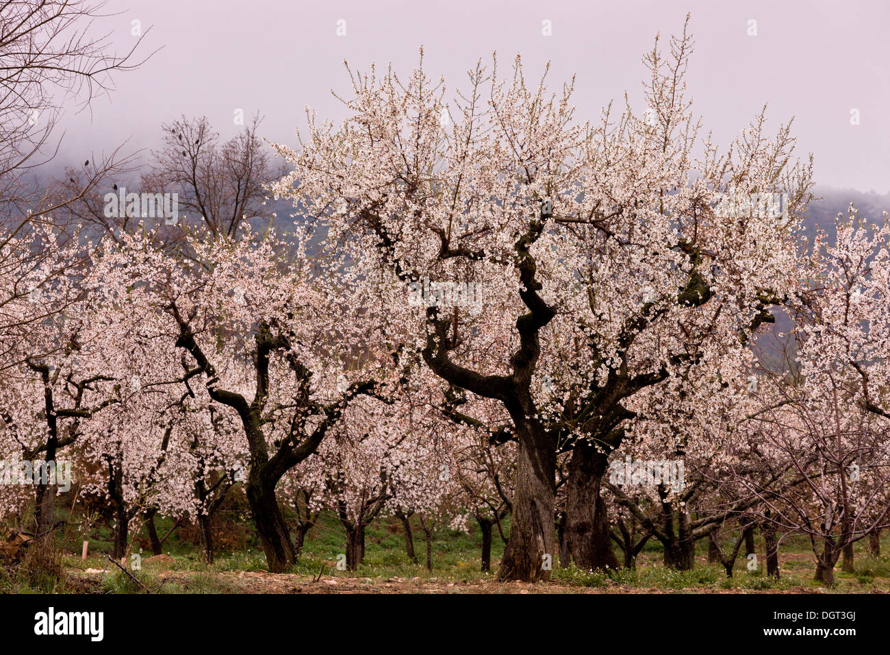 Mandel, Prunus Amygdalus, Obstgarten zur Blütezeit im zeitigen Frühjahr. Spanien. Stockfoto