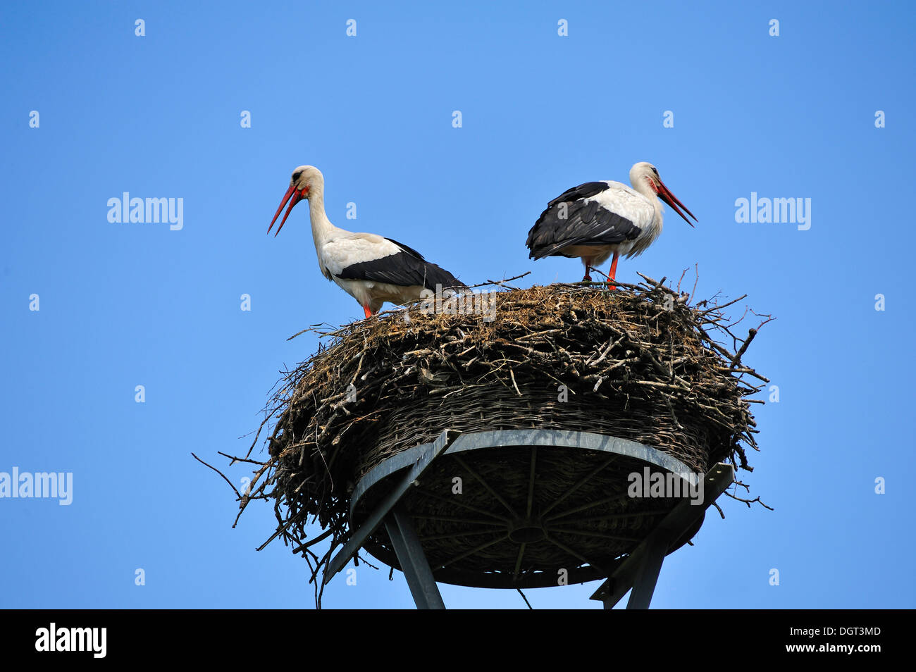 Paar Weißstörche (Ciconia Ciconia) auf ein Nest gegen den blauen Himmel, Kuhlrade, Mecklenburg-Vorpommern Stockfoto