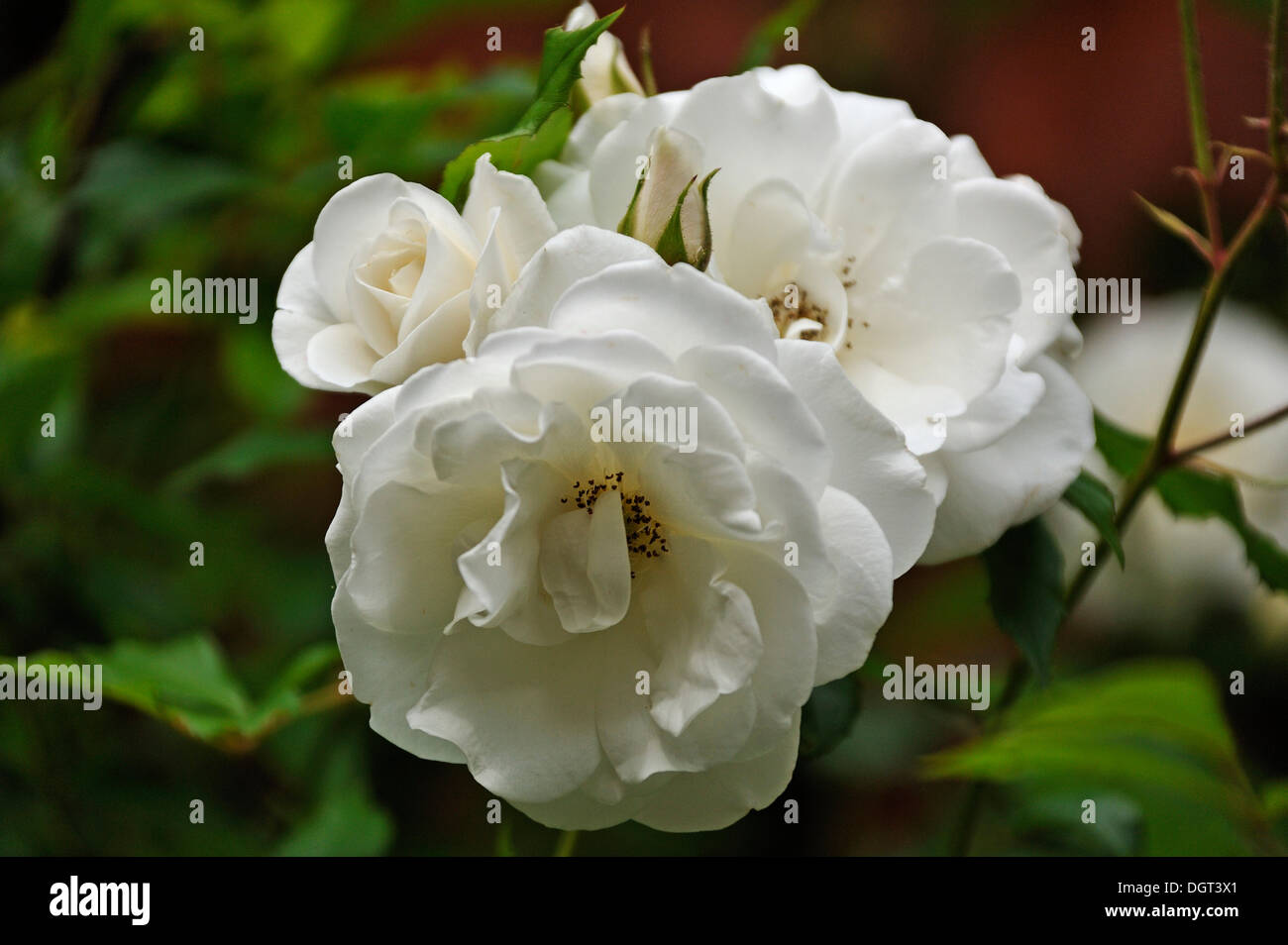 Weiße Rosen (Rosa), Blumen, Stralsund, Mecklenburg-Vorpommern Stockfoto