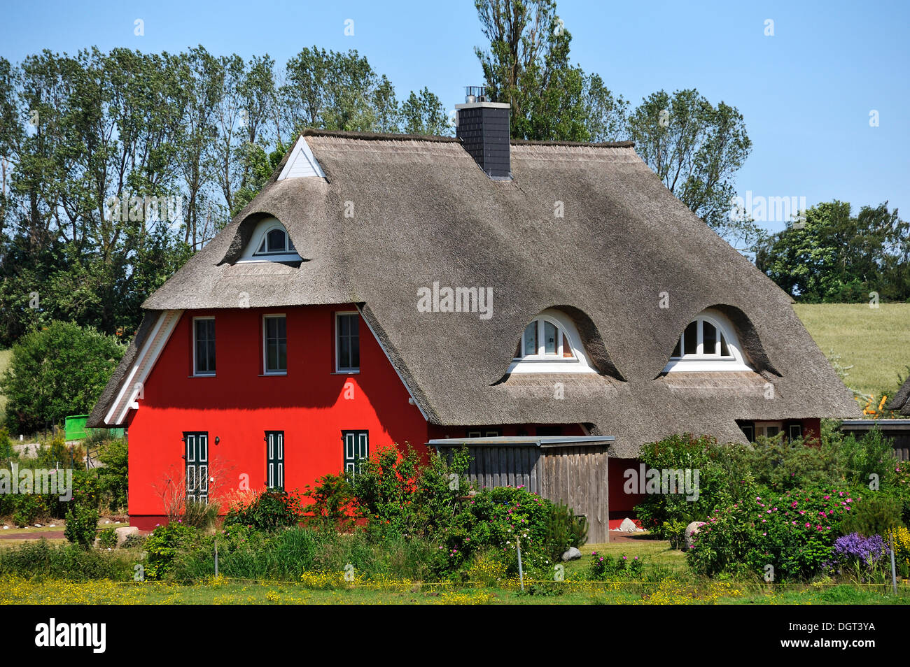 Neue rote Einfamilien-Haus mit Strohdach, Ahrenshoop, Darß, Mecklenburg-Vorpommern Stockfoto