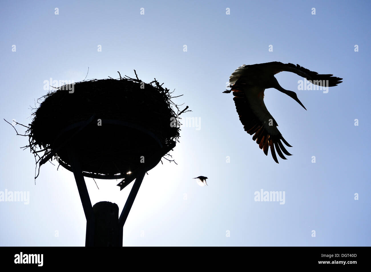 Weißer Storch (Ciconia Ciconia) und ein Haussperling (Passer Domesticus) neben einem Storchennest vor einem blauen Himmel abhebt Stockfoto