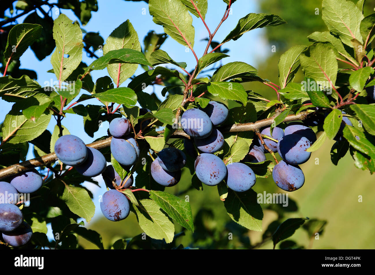 Blaue pflaumen am baum -Fotos und -Bildmaterial in hoher Auflösung – Alamy