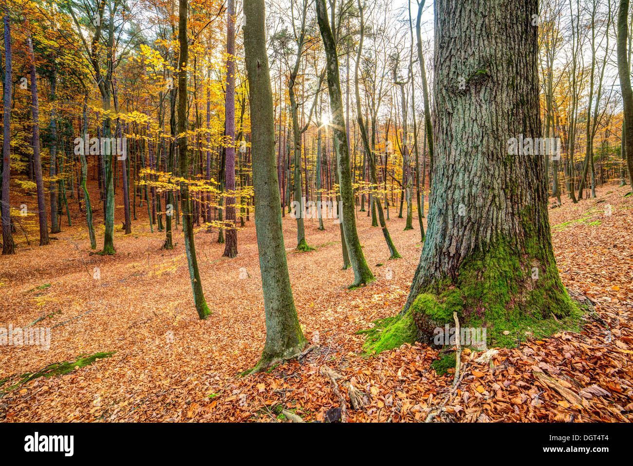 Sonnenaufgang im Herbst buchen- und Eichenwald Stockfoto