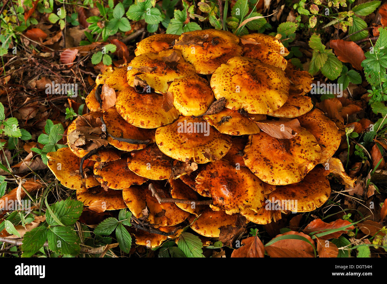 Büschel von Pholiota Pilze (Pholiota Jahnii) auf einem Baumstumpf, Fränkische Schweiz, Enzenstein, Middle Franconia, Bayern Stockfoto