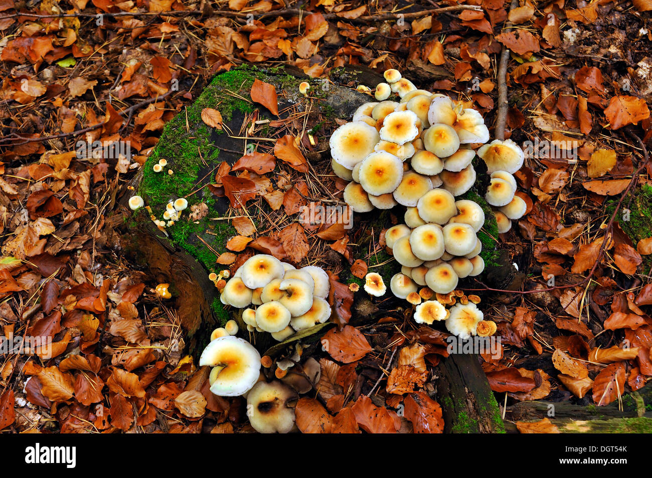 Büschel von Schwefel Büschel oder gruppierten Woodlover (Grünblättriger Fasciculare) auf einem Baumstumpf, Fränkische Schweiz, Enzenreuth Stockfoto