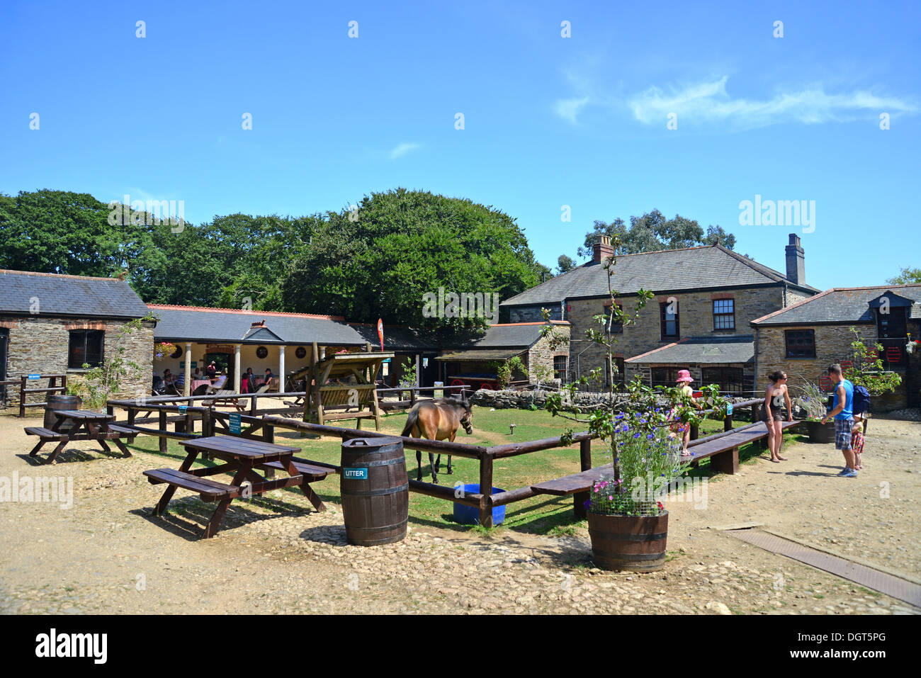 Bauernhof Tiere Stift an Healeys Cornish Cyder Farm, Penhallow, Truro, Cornwall, England, Vereinigtes Königreich Stockfoto