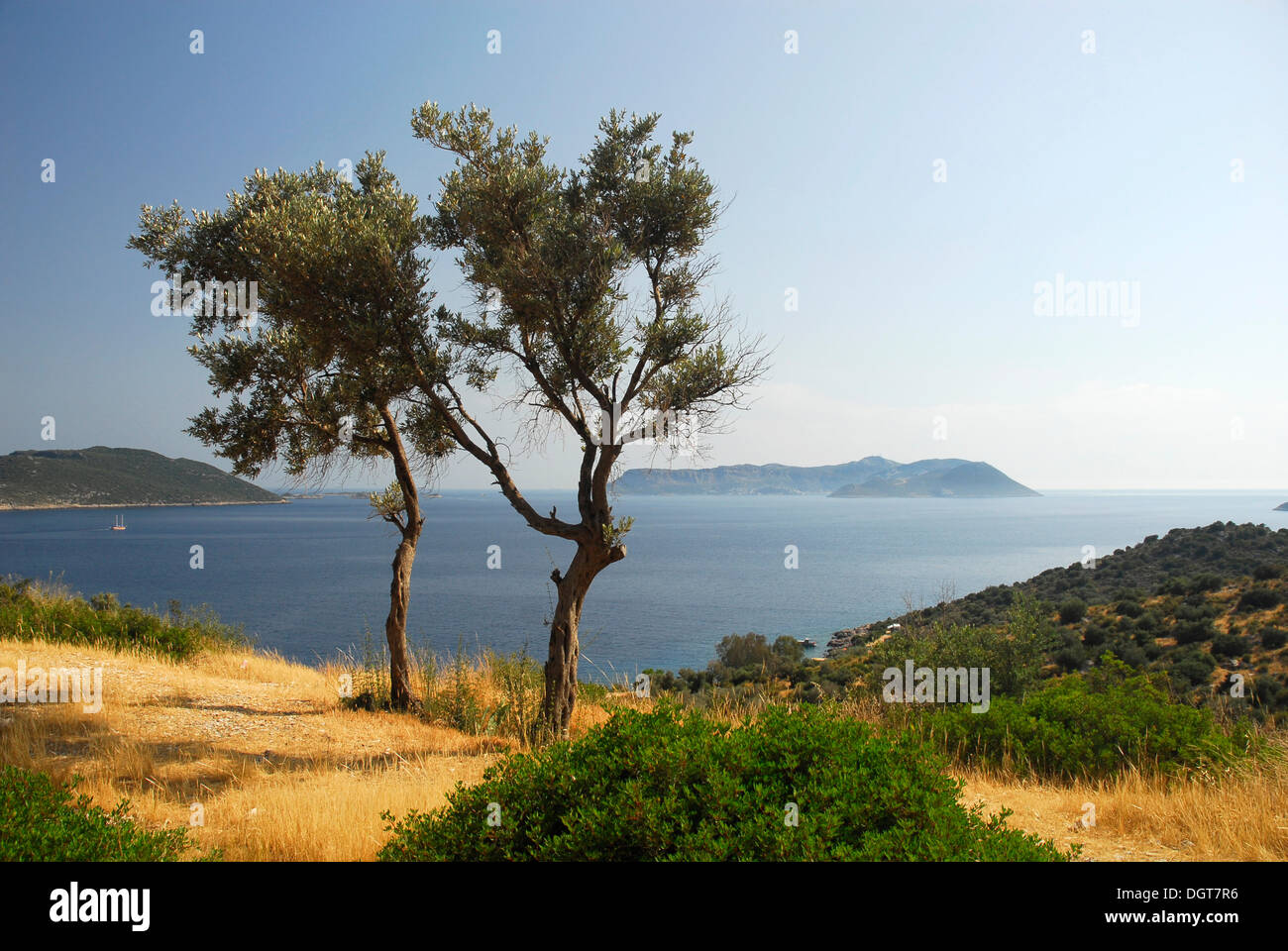Blick in Richtung der griechischen Insel Kastelorizo oder Meis, Olivenbäume mit Meer Blick, Kas, Lykische Küste, Provinz Antalya Stockfoto