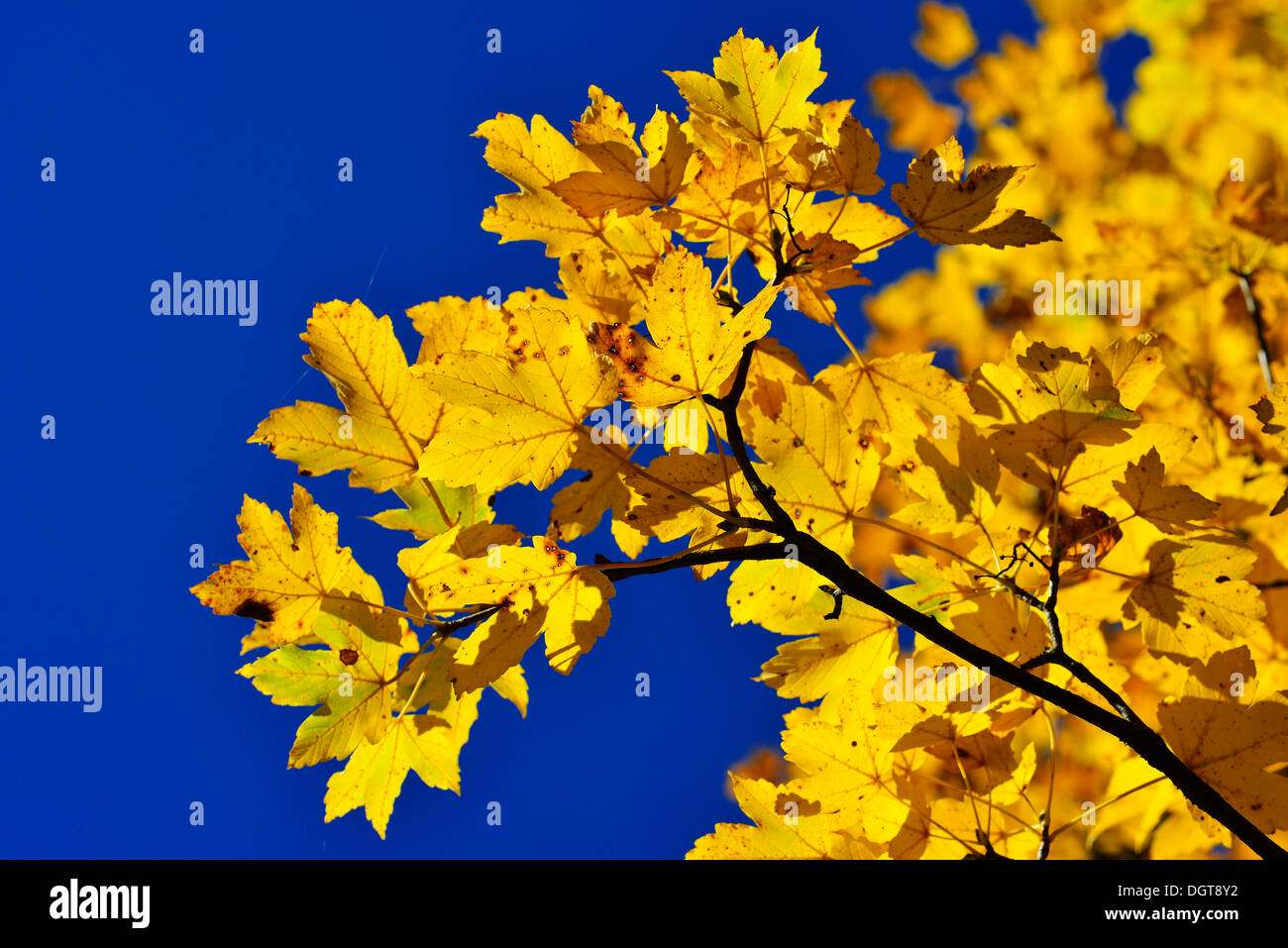 Ahorn (Acer) Blätter im Herbst, Berchtesgaden, Bayern, Oberbayern Stockfoto