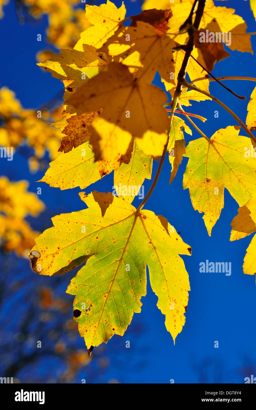 Ahorn (Acer) Blätter im Herbst, in der Nähe von Grubenbach, Berchtesgaden, Bayern, Oberbayern Stockfoto