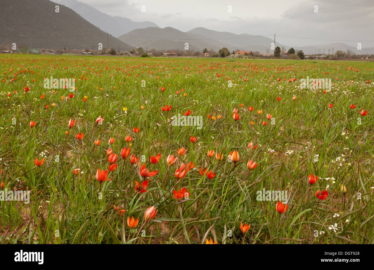 Wilde Tulpe Orange Tulipa Orphanidea in Ackerflächen auf ca. 800 m in der Nähe von Tripoli, Griechenland Stockfoto