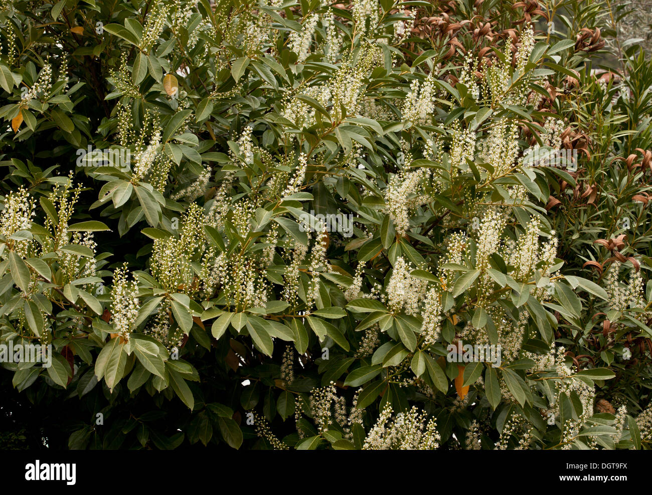 Kirschlorbeer, Prunus Laurocerasus in Blüte im Frühjahr. Stockfoto