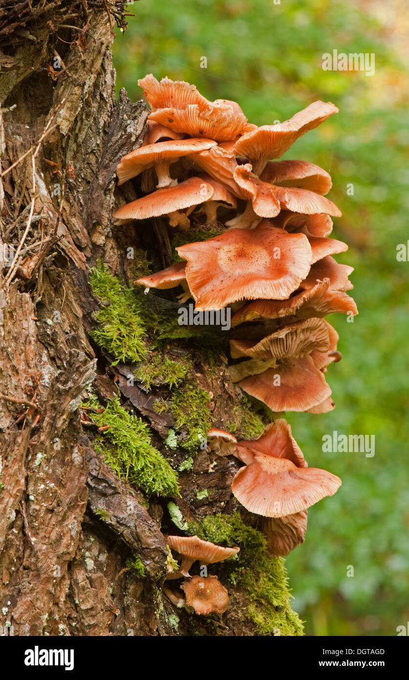 Samt Schaft Pilz auf Eiche Stockfoto